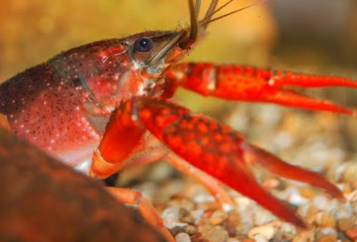 【9月15日　茨城県神栖市】釣って！すくって！水辺の生き物たち