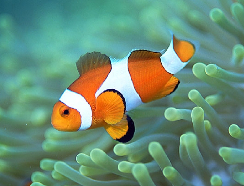 【9月7日　江東区】ミニ水族館探検隊