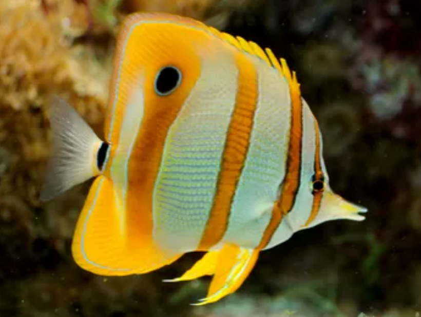 【9月14日　横浜市青葉区】ふれあいサンゴ水族館