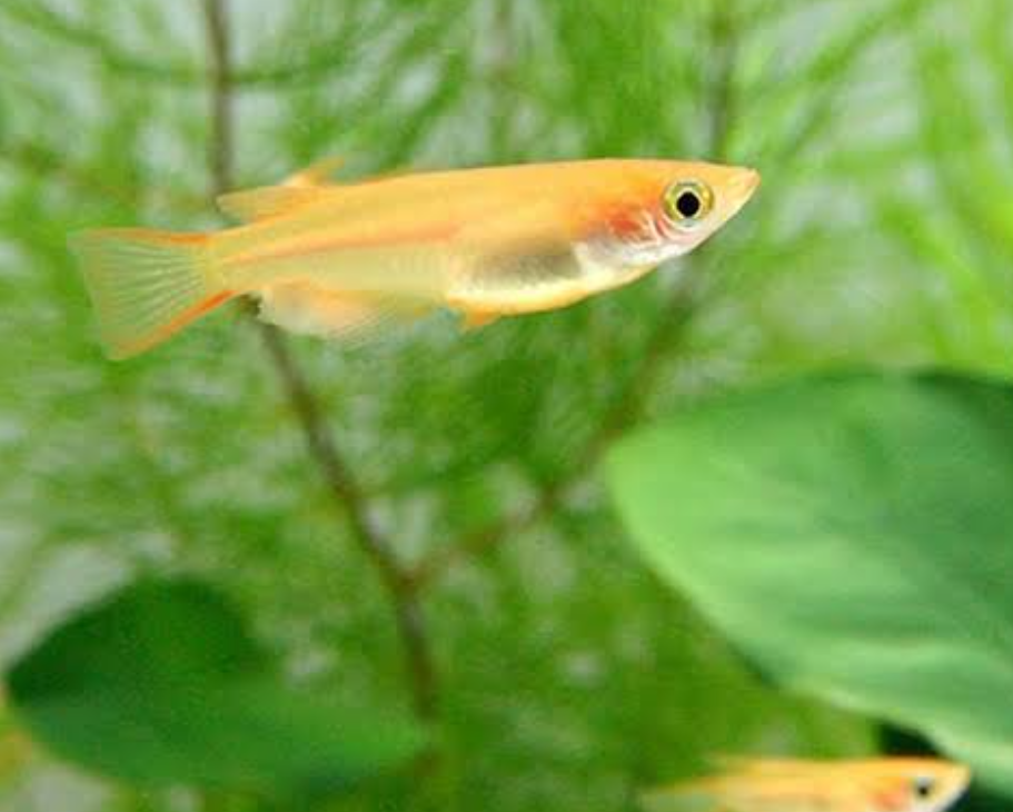 【9月14日　成田市】釣って！作って！水辺の生き物たち