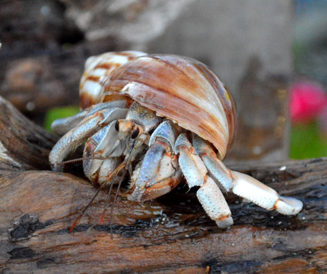 【9月15日　旭市】釣って！すくって！水辺の生き物たち