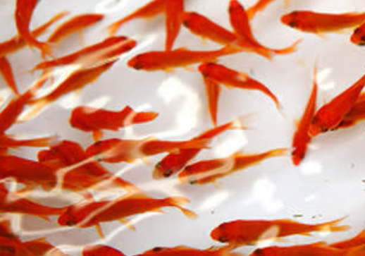 【9月13日　千葉市花見川区】水辺の生き物大集合！