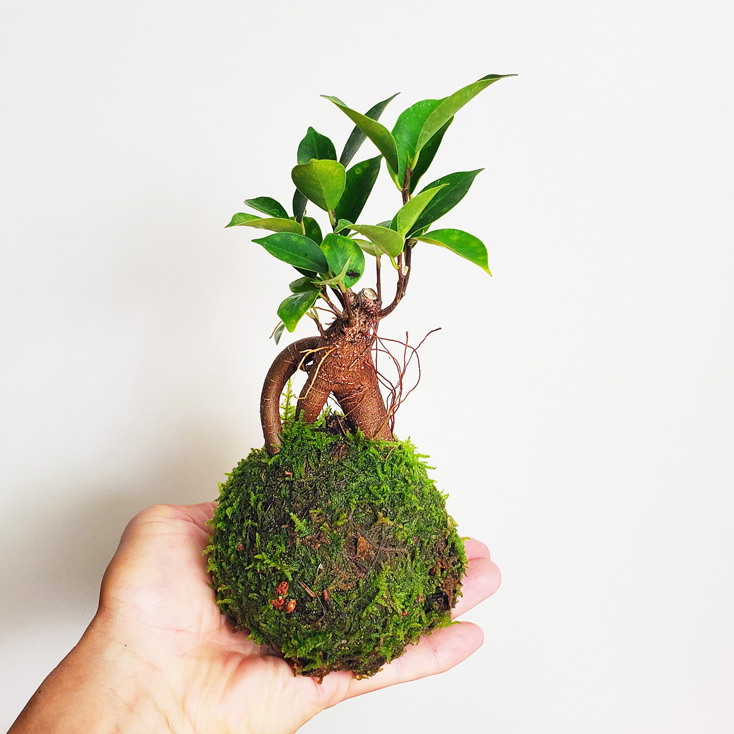 【11月3日　練馬区】季節の苔玉作り