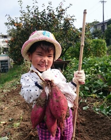 【11月8日　千葉市花見川区】さつまいも堀り体験！