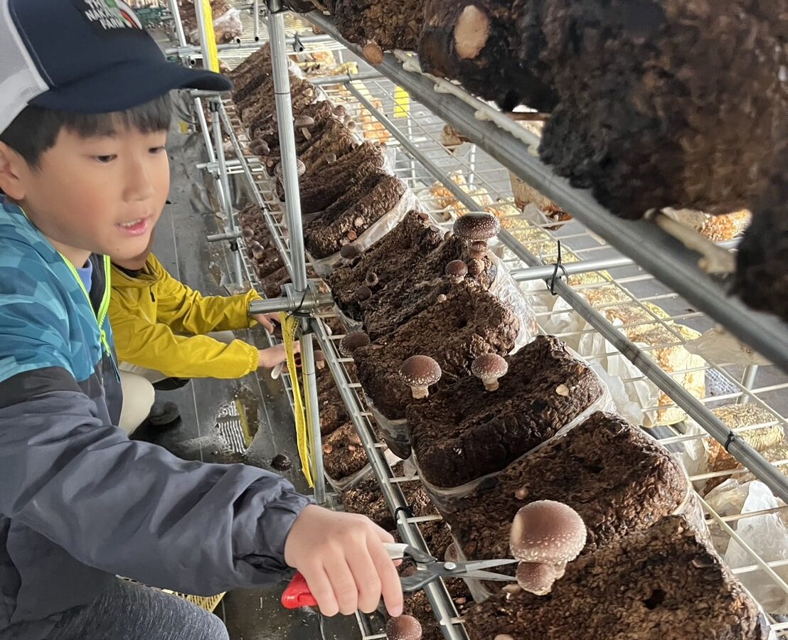 【11月9日　墨田区】さつまいも掘り＆シイタケ狩り体験！