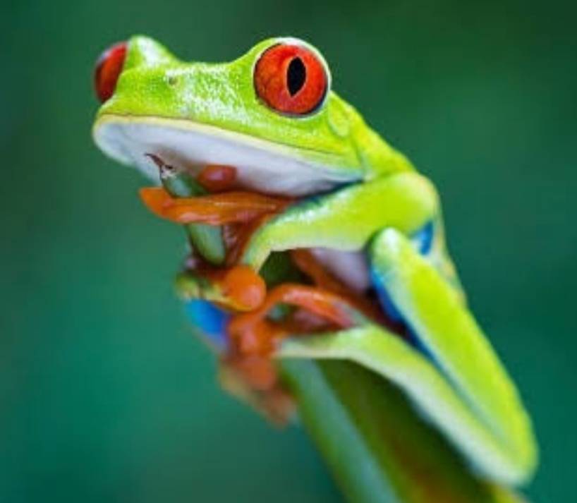 【11月3日　足立区】ヘンテコアニマル大集合！