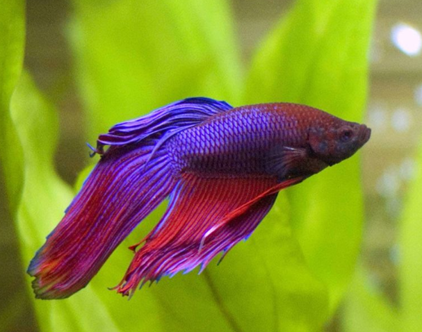 【11月8日　横浜市西区】森の不思議な生き物たち＆ワークショップ体験