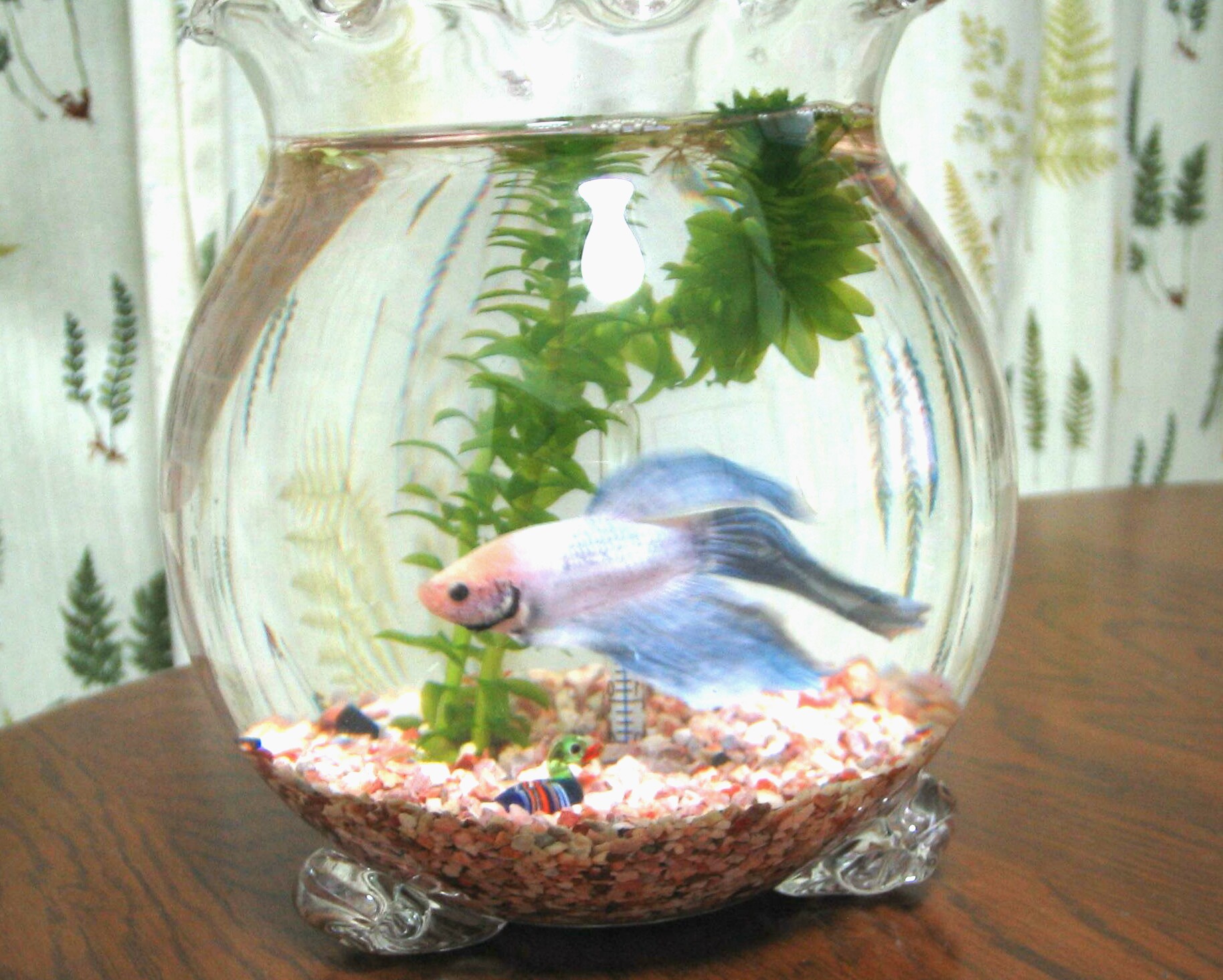 【11月16日　江東区】カラフルベタのボトルアクアリウム