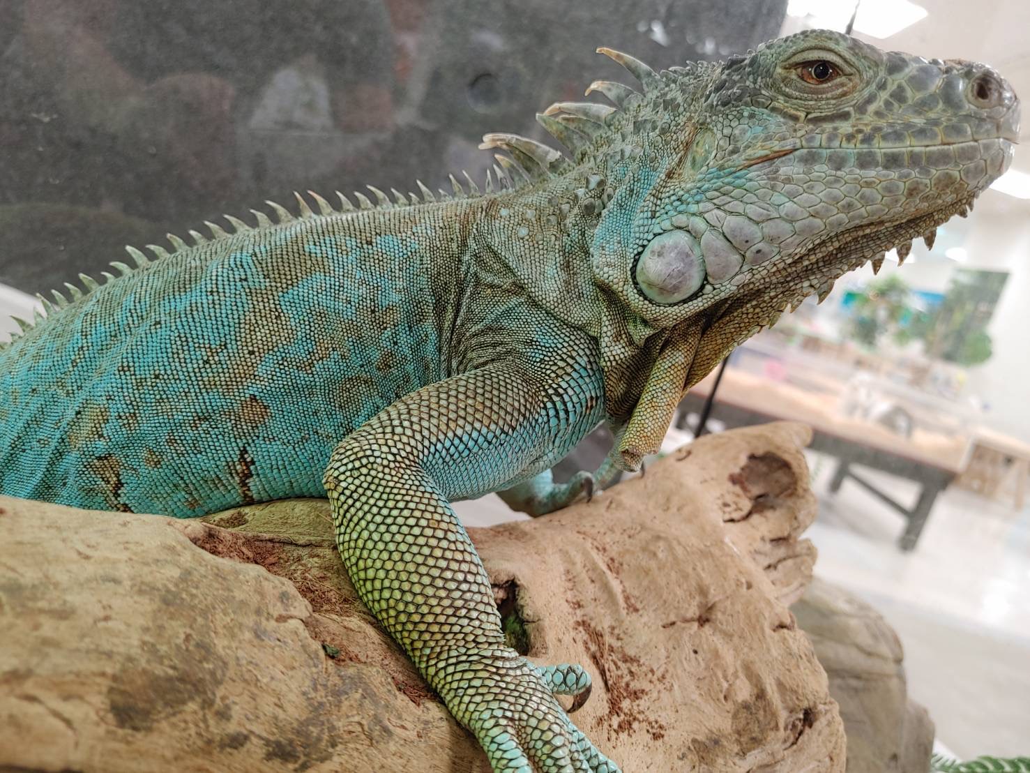 【11月16日　伊勢崎市】まるで恐竜！？アニマル展