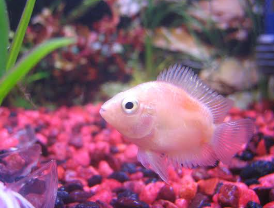 【2月7日　千葉市花見川区】お菓子アートアクアリウム