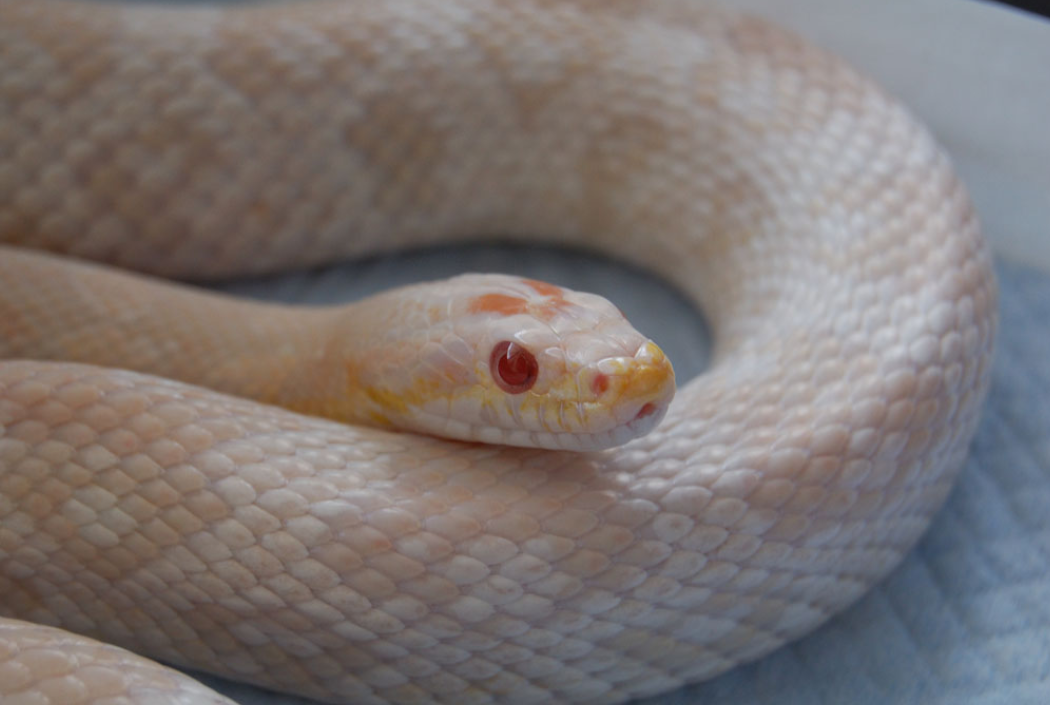 【1月11日　江東区】新春を彩る縁起のいい生き物大集合