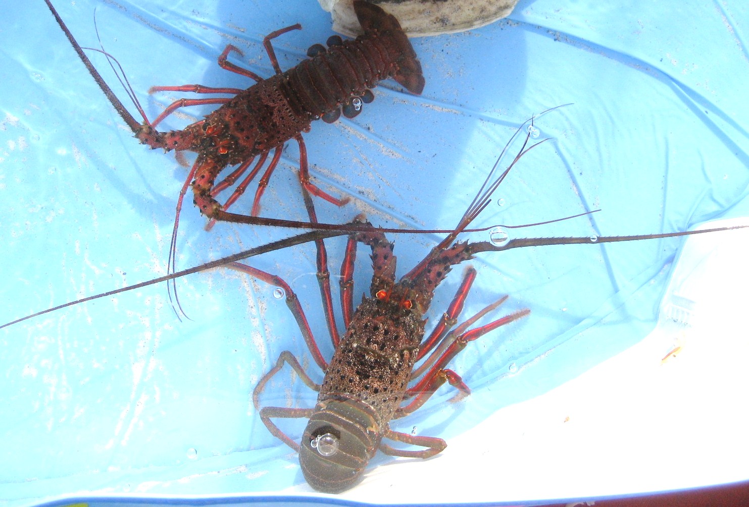 【1月12日　千葉市稲毛区】伊勢海老釣りに挑戦！