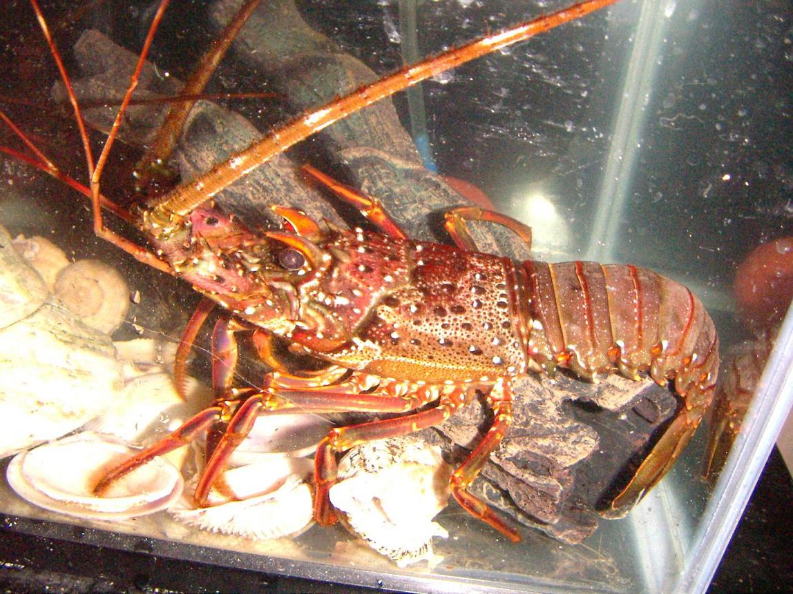 【1月12日　墨田区】伊勢海老釣りに挑戦！