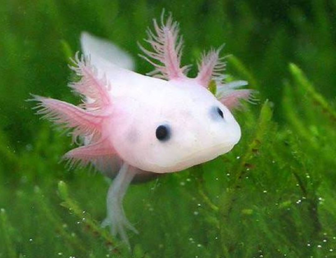 【3月20日　千葉市花見川区】春色！レインボー水族館