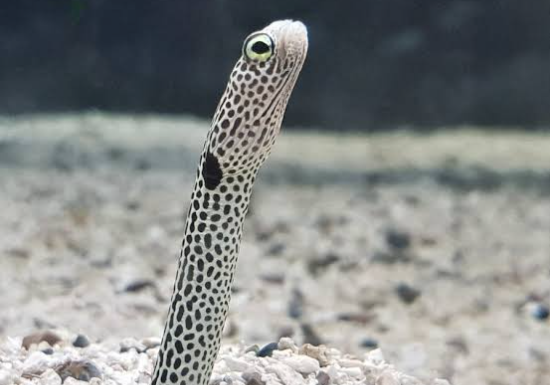 【2月8日　墨田区】深海の不思議！ドキドキ水族館がやってくる