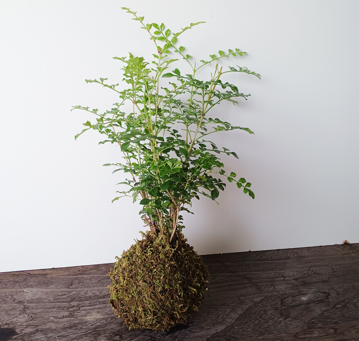 【2月14日　東京都北区】季節の苔玉作り