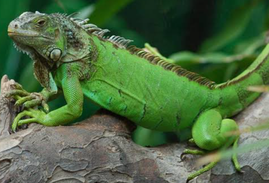 【3月15日　東京都足立区】ジュラシックアニマル探検隊