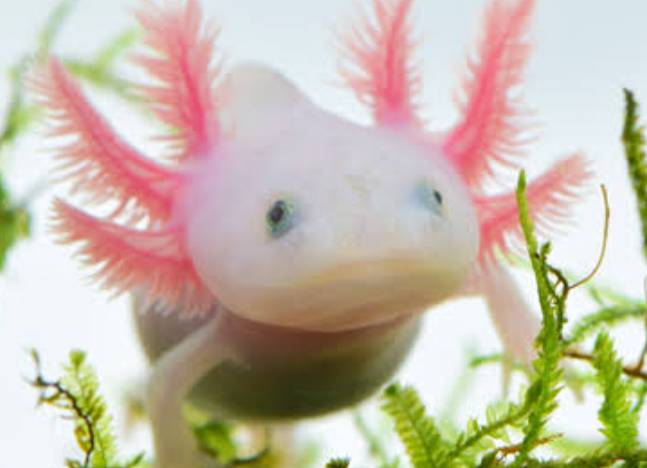 【3月22日　東京都墨田区】ドキドキ！カラフルアニマル展