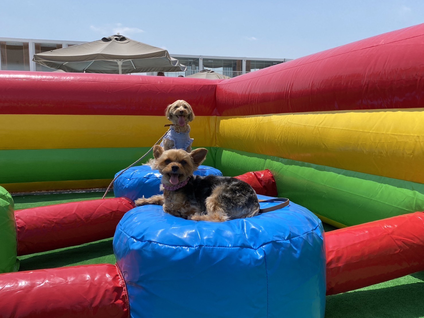 【5月5日　横浜市西区】ワンちゃん遊園地で遊ぼう