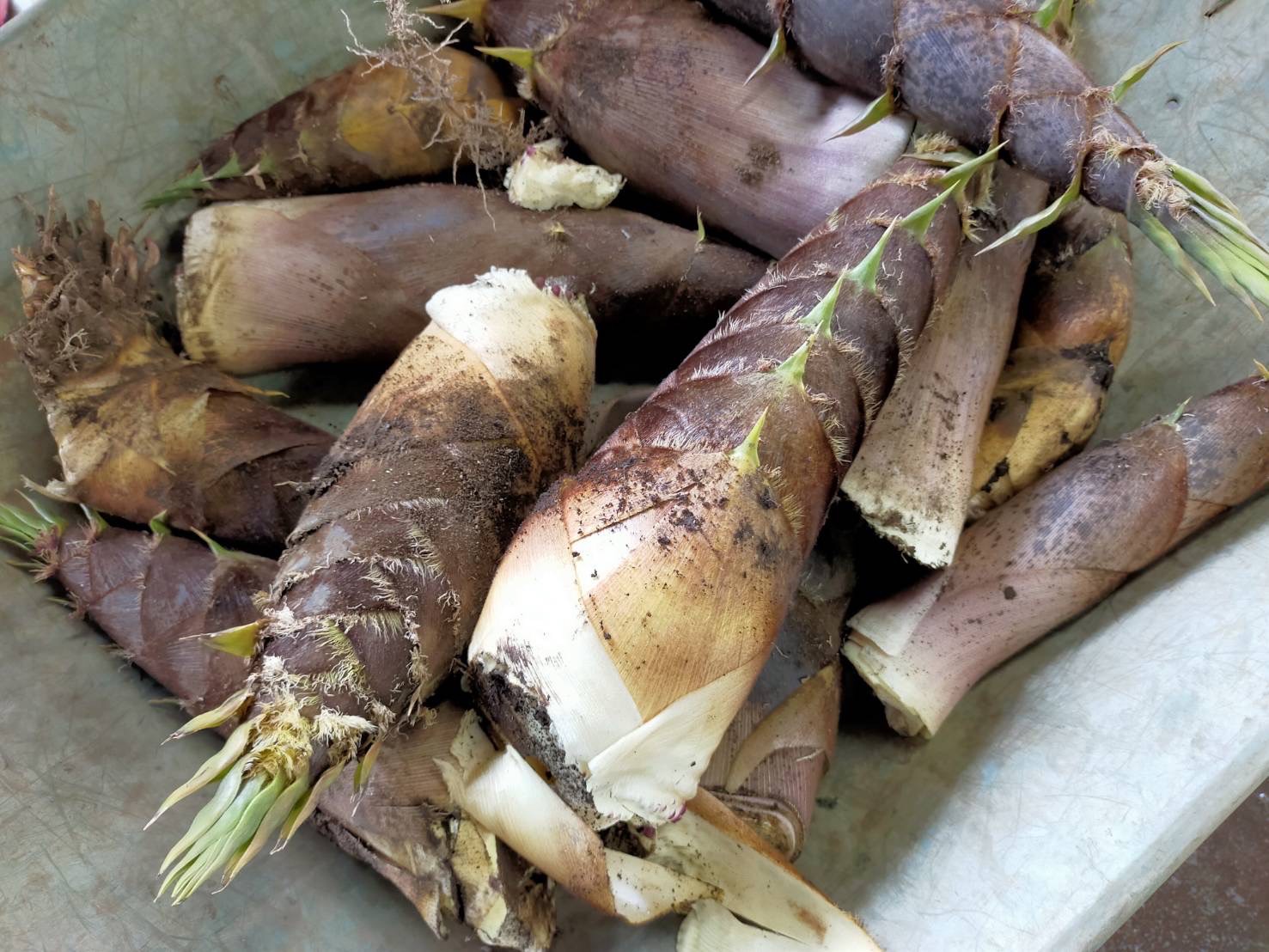 【4月18日　東京都世田谷区】タケノコ掘り＆朝採れ新鮮野菜市