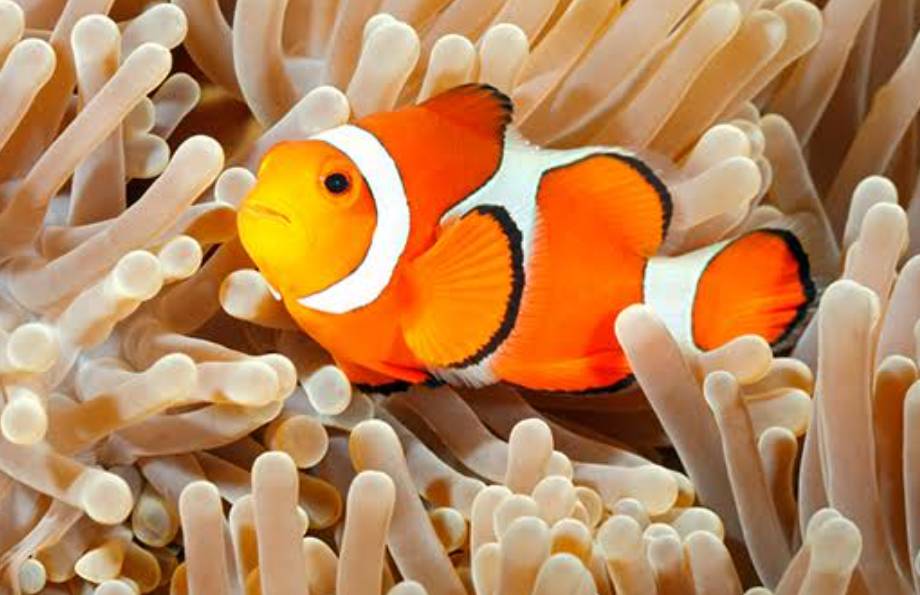 【5月2日　山梨県富士吉田市】ドキドキカラフルアニマル展