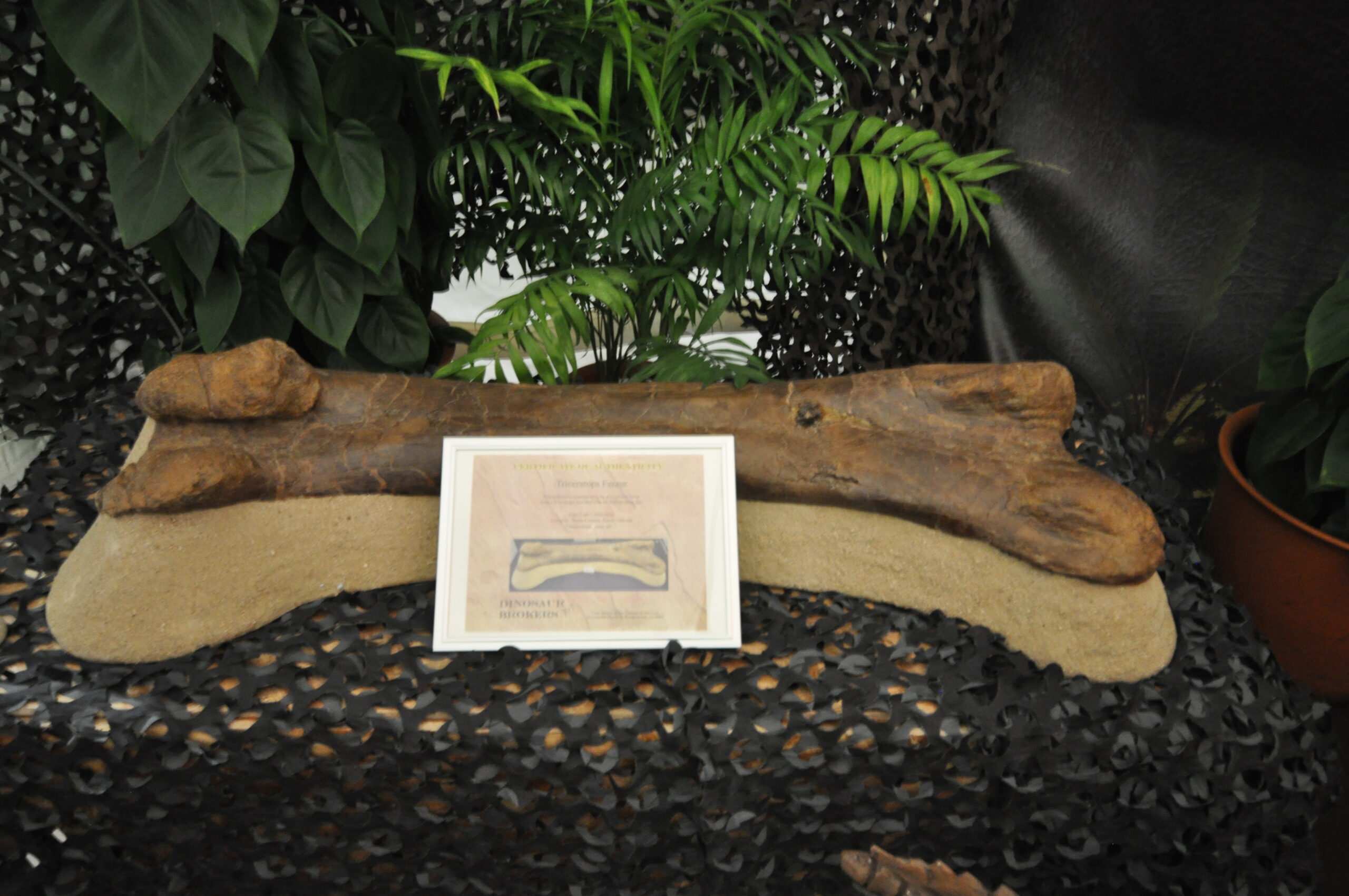 【5月5日　東京都江東区】遊んで学べるミュージアム『恐竜編』ジュラシックサーカス