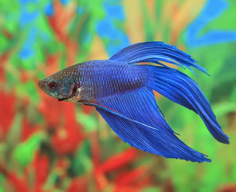 【6月6日　東京都世田谷区】ジャングル探検隊～熱帯ミニ水族館～