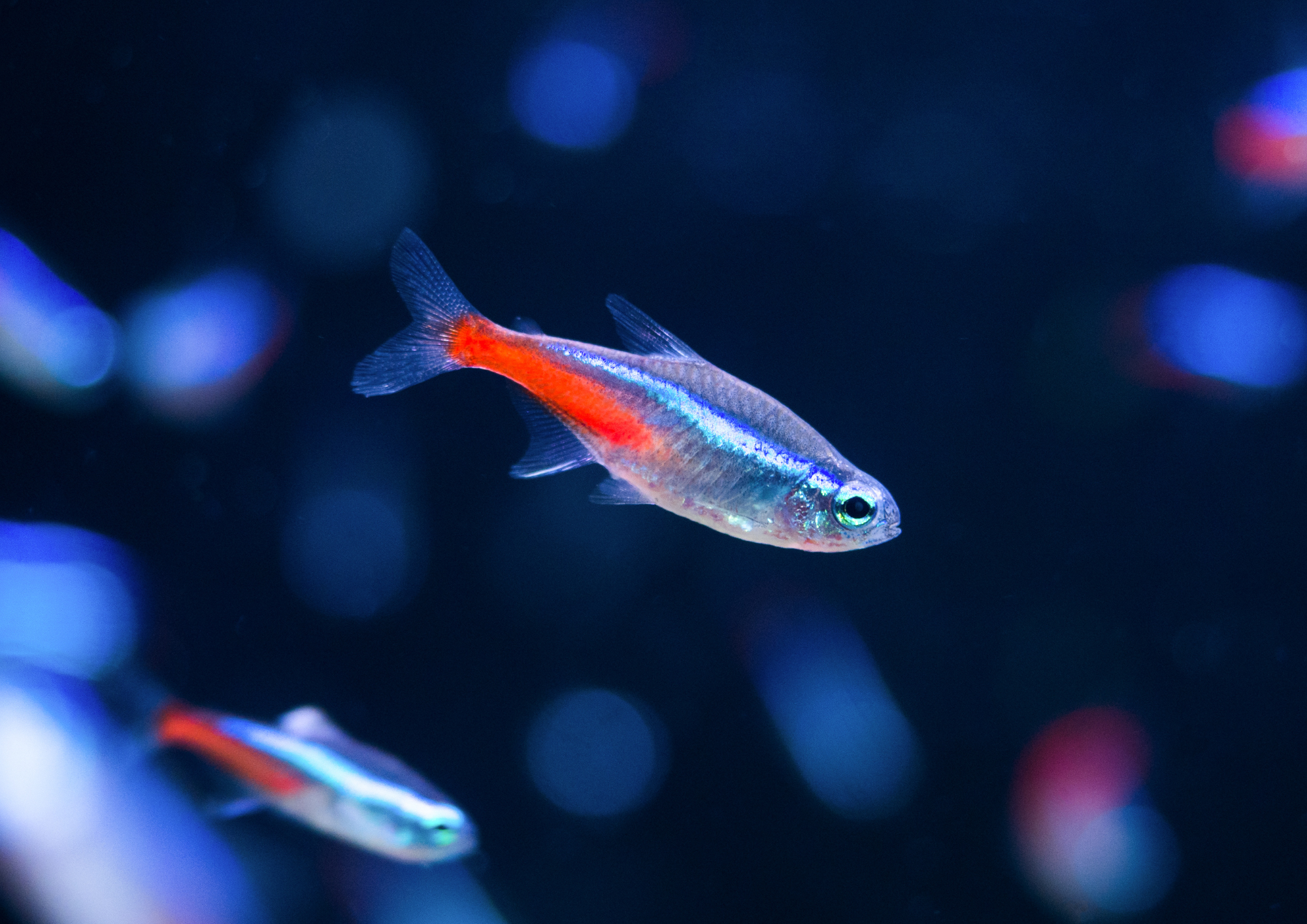 【6月6日　横浜市西区】カラフルボトルアクアリウム
