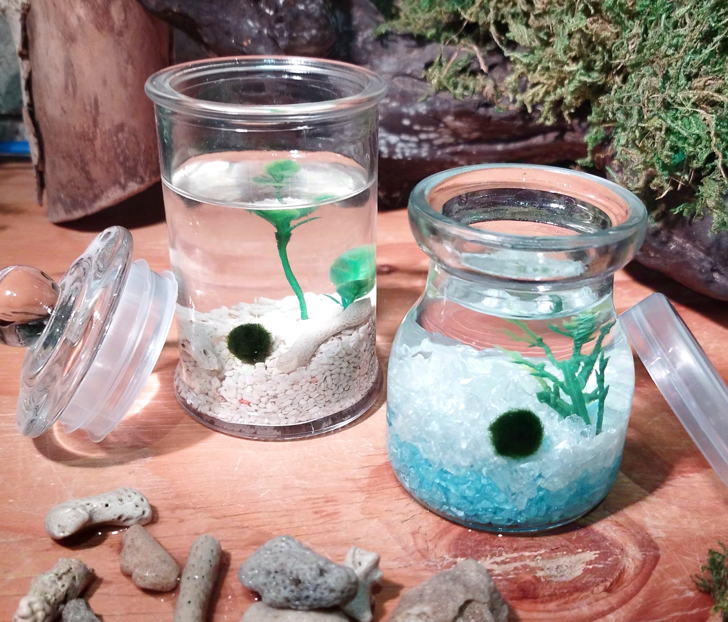 【6月14日　東京都墨田区】ミニビオトープで水辺の生き物飼育！