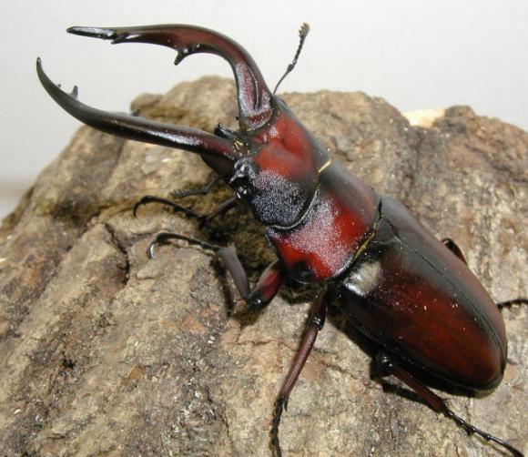 【7月19日･20日　新潟県新潟市】カブトムシ･クワガタつかみ取り体験