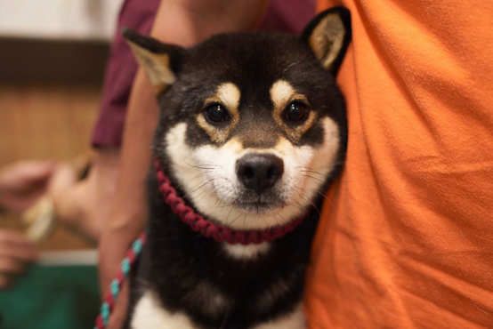 【8月11日　横浜市西区】犬猫と暮らす相談会＆お披露目会