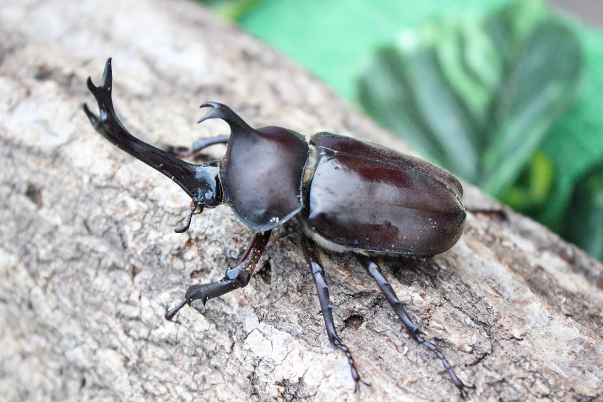 【7月20日　千葉市稲毛区】クイズラリーdeカブトムシ釣りに挑戦