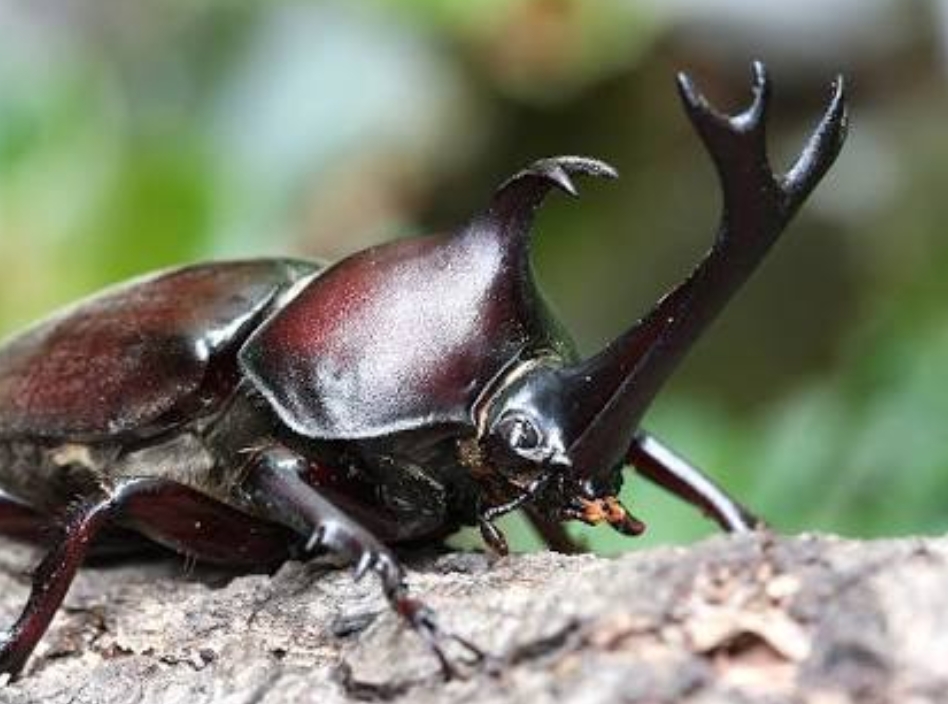 【7月11日･12日　新潟県三条市】カブトムシ･クワガタつかみどり体験