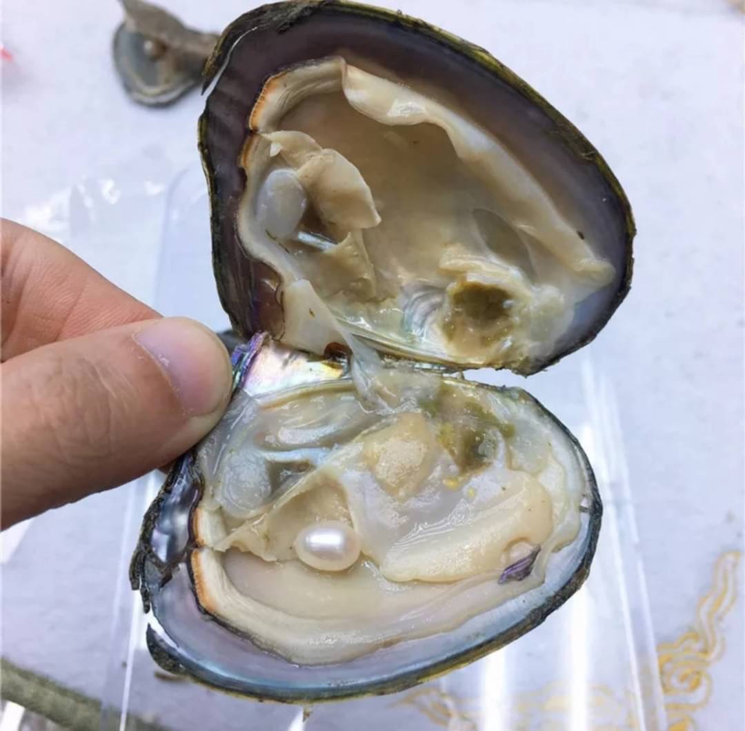 9月12日　【千葉市花見川区】天然淡水パールのアクセサリー作り！
