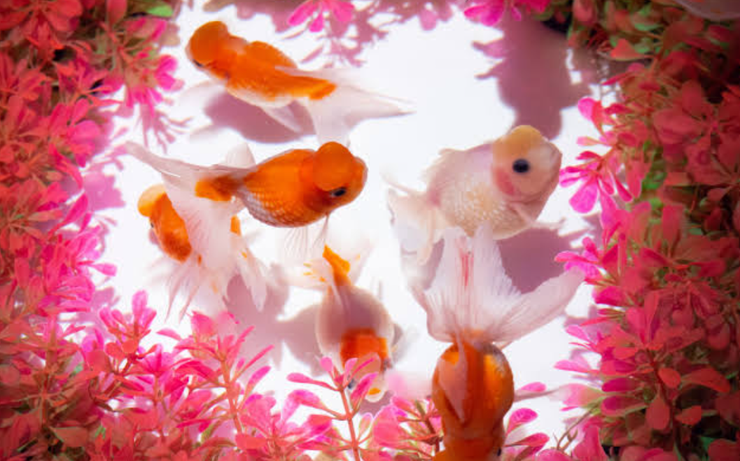 【10月11日　東京都墨田区】芸術の秋！金魚アクアリウム展