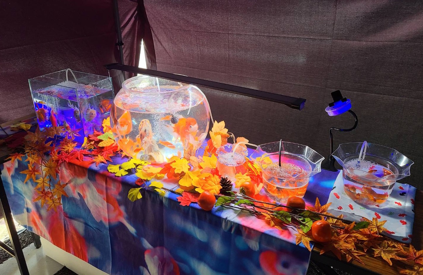 【10月11日　横浜市西区】幻想的な可愛い金魚アクアリウム展