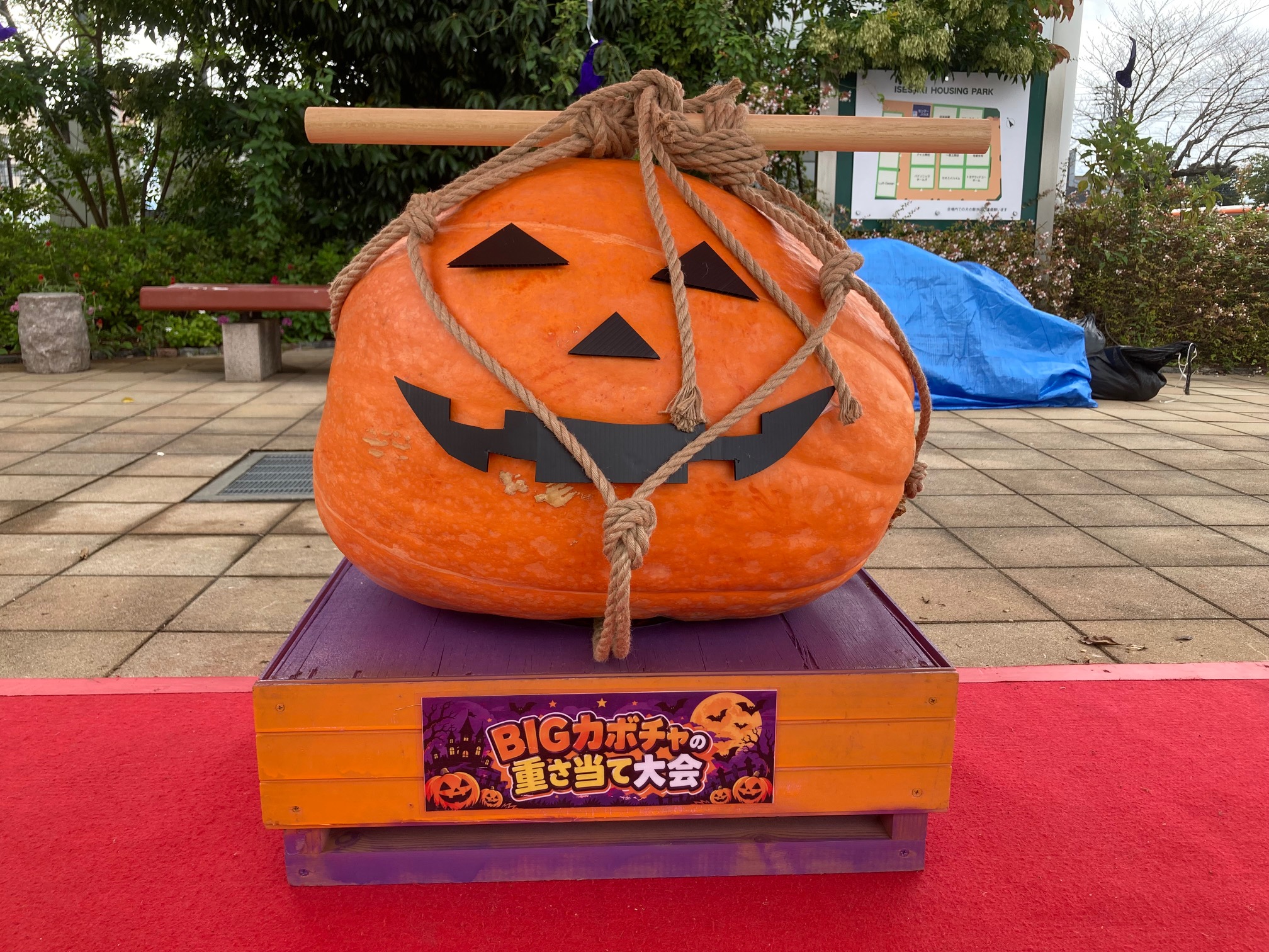 【10月18日　栃木県小山市】BIGかぼちゃの重さ当て大会